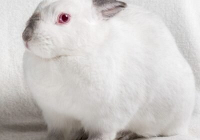 Shy Female Altex Rabbit for Sale – white, 1 Month Old