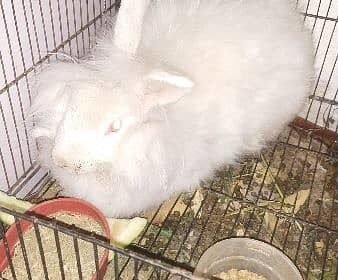 angora-rabbit