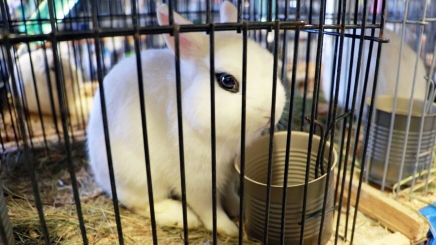 Dwarf Hotot Rabbit For Sale 5 month