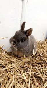 Netherland Dwarf Rabbit for Sale
