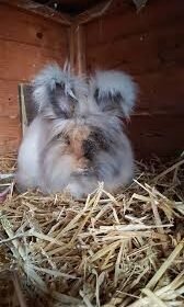 English Angora Rabbit For Sale 6 Month