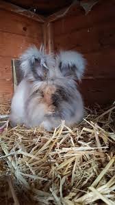 English Angora Rabbit For Sale 6 Month