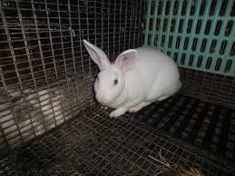 Mini Rex Rabbit for Sale