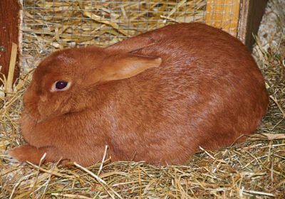 British Giant Rabbit For Sale