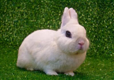 I want to sale Dwarf Hotot rabbit with good health