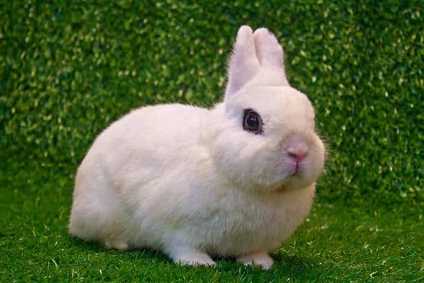 I want to sale Dwarf Hotot rabbit with good health