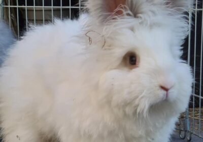 🏷️ English Angora Rabbit (White) for Sale.!