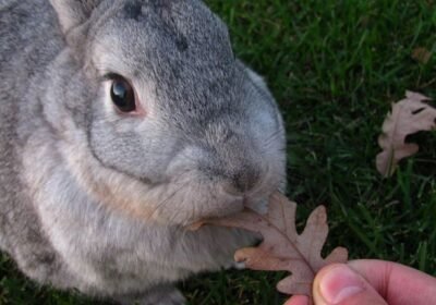 🐭🇺🇸-American-Chinchilla-for-Sale-🏷️