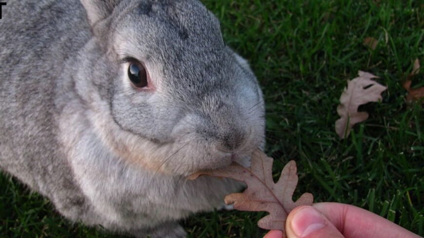 🐭🇺🇸 American Chinchilla rabbit for Sale 🏷️