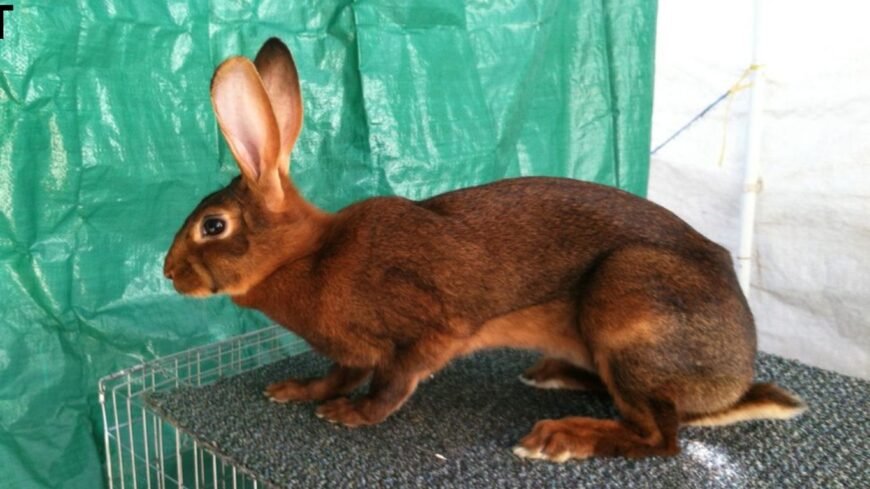 🐰🇧🇪 Belgian Hare rabbit for Adoption 🏠