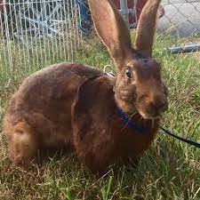 Belgian Hare Rabbit For Sale