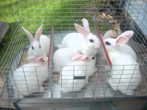 Charming Blanc de Hotot Rabbit Seeks Loving Home