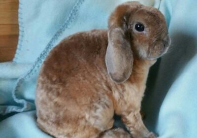 Canadian-Plush-Lop-Rabbit