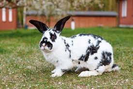 Altex Rabbit for Sale