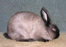 American Sable Rabbit For Sale