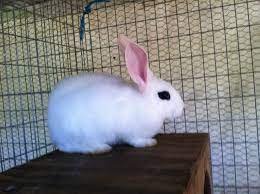 Gentle and Inquisitive Blanc de Hotot Rabbit Seeks Loving Home