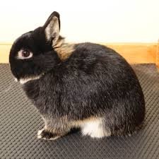 American Chinchilla Rabbit For Sale
