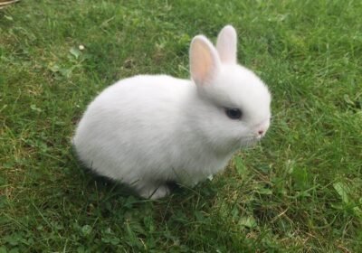 I Have Netherland Dwarf Rabbit For Sale