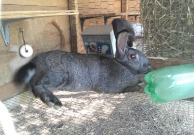 Vibrant and Healthy New Zealand Breed Rabbit for Sale