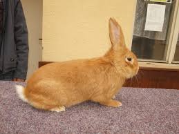 I have New Zealand Breed Rabbit For Sale