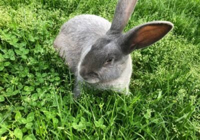 Silver Fox Rabbit Seeking a Loving Home 🐇