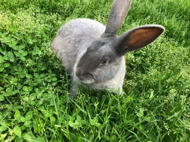 Silver Fox Rabbit Seeking a Loving Home 🐇