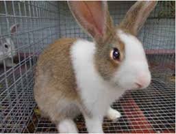 I have Netherland Dwarf Rabbit For Sale