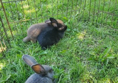 Silver Fox Rabbit For Sale 2 Month