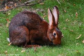 Energetic Belgian Hare Rabbit Seeks Loving Home