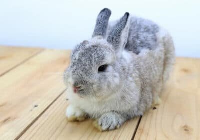 Adorable Netherland Dwarf Rabbit Seeks Loving Home