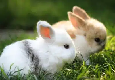 Altex Rabbit(bunny) Couple for Sale.!!!