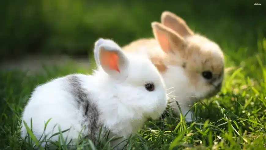 Altex Rabbit(bunny) Couple for Sale.!!!