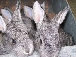 Cute Couple American Chinchilla Rabbit for Sale!