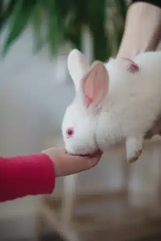 🐰 American Cute Rabbit for Sale!
