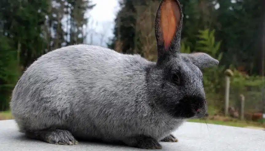Argente Brun Rabbit for Sale 🏠🏷️