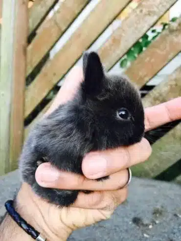 Young Netherland Dwarf Rabbit for Sale