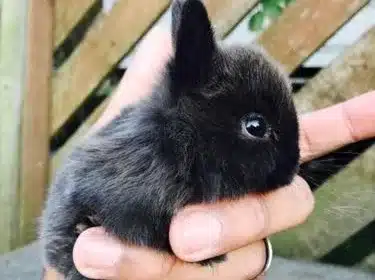 Young Netherland Dwarf Rabbit for Sale